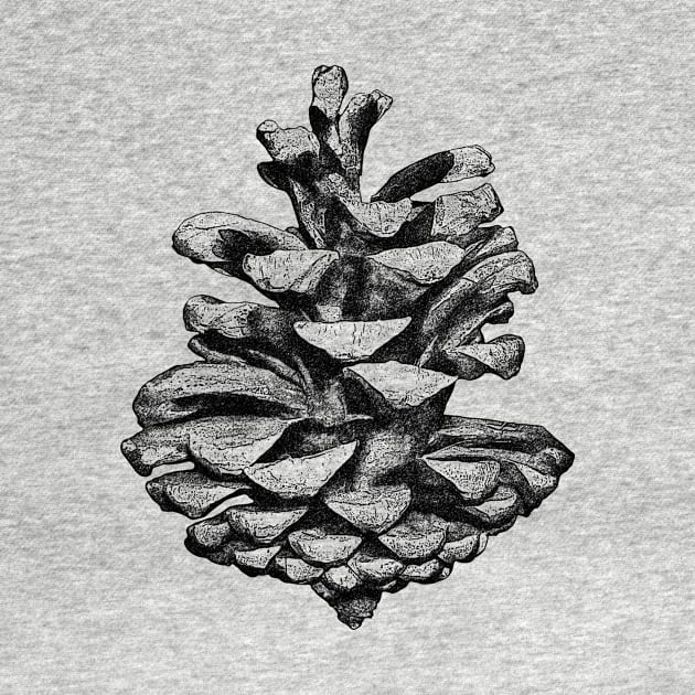 Pine cone by PallKris